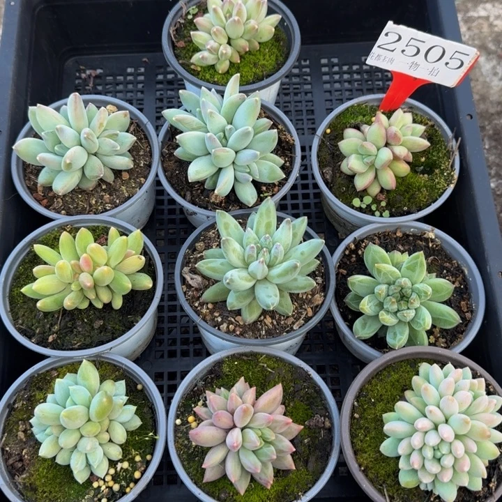 2505多肉植物一物一拍