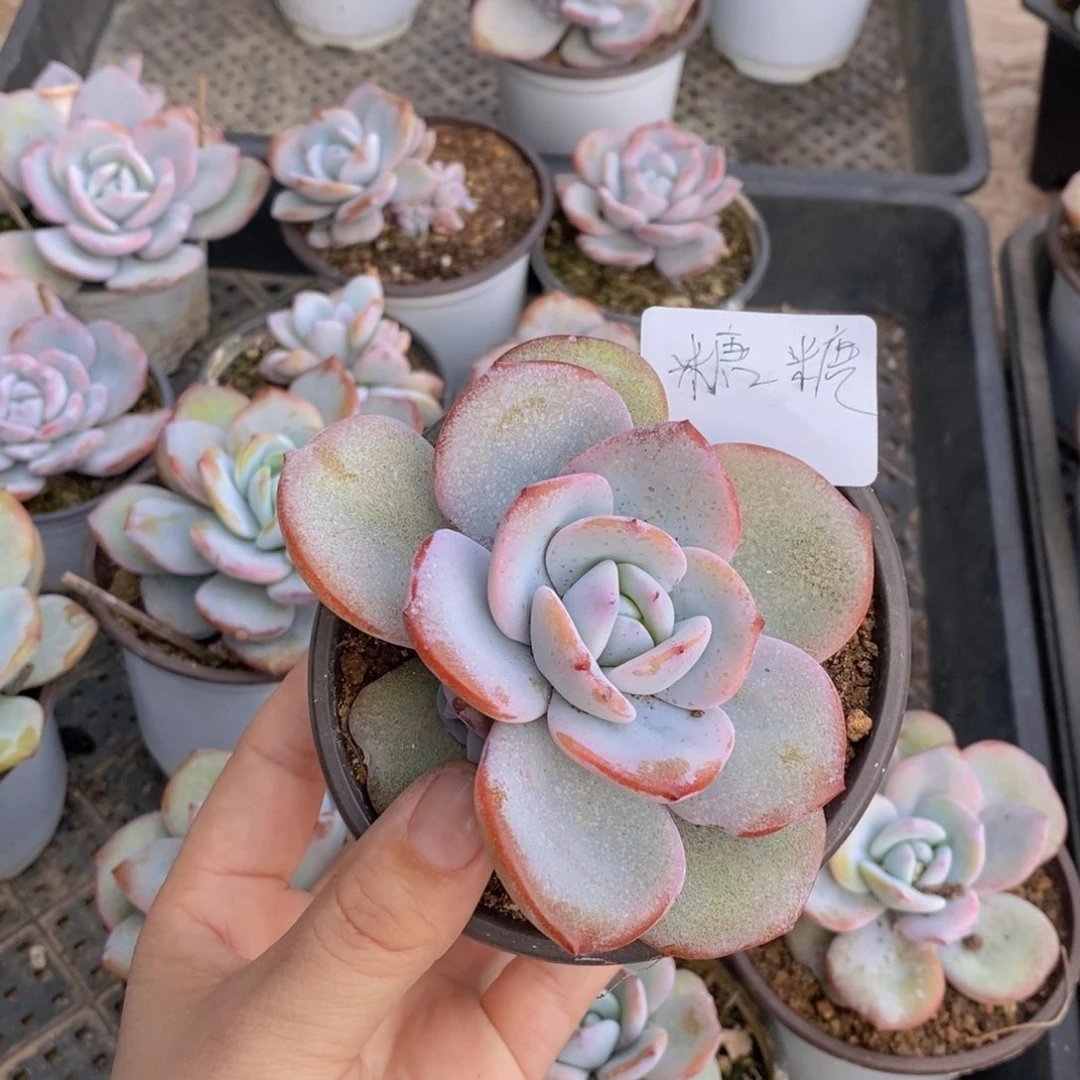 糖*多肉植物11111111111