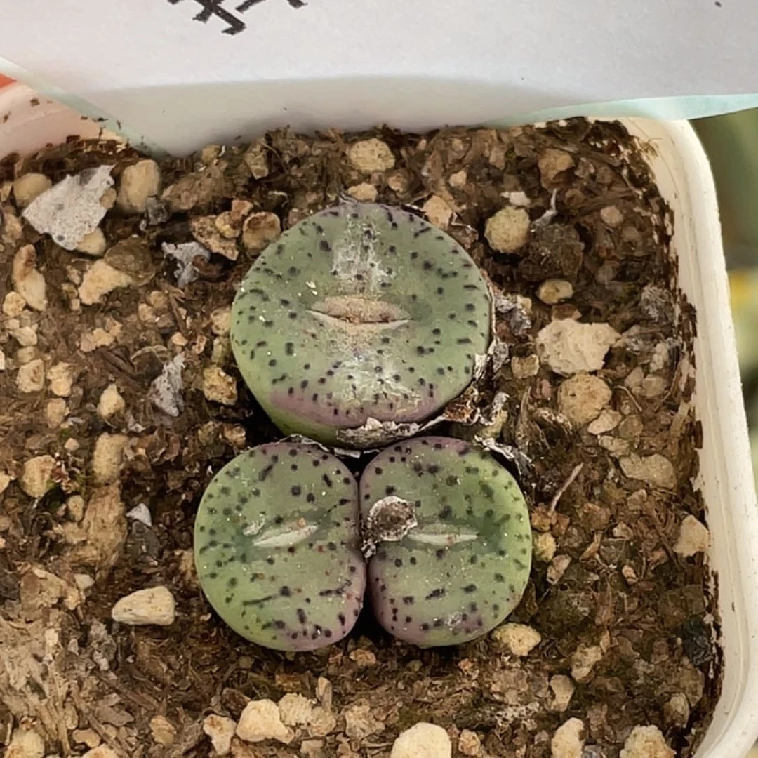 28-30荷叶安贞多肉植物