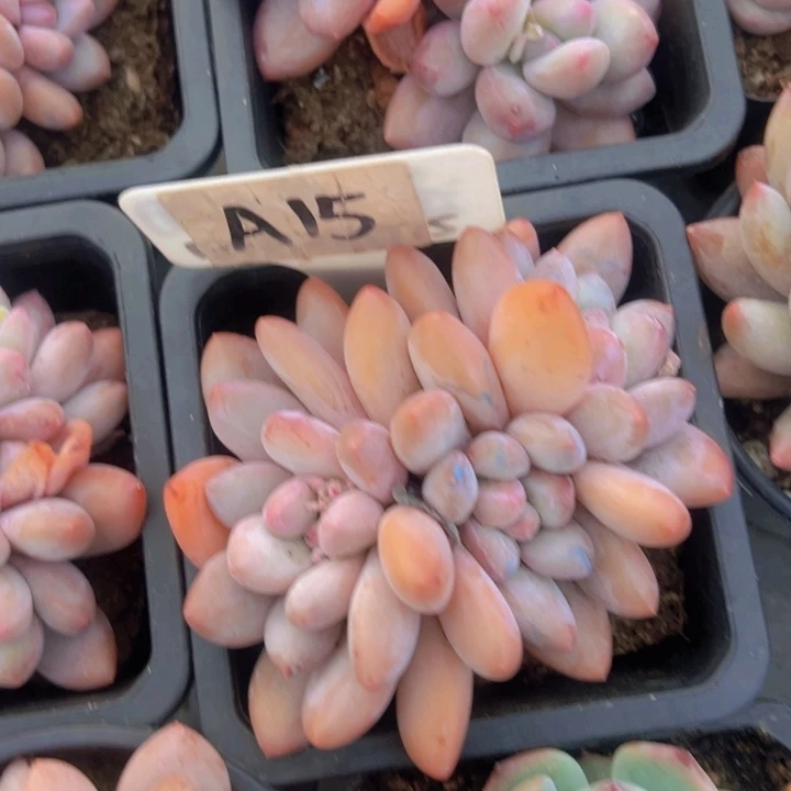 健健康康平平安安