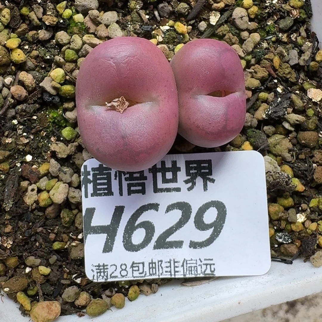 多肉植物的人生fhjk