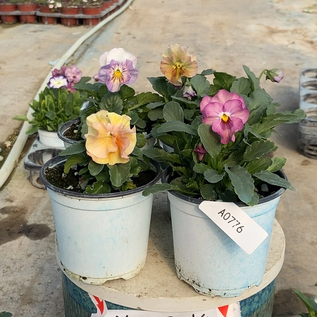 大部分花苞少量开放776