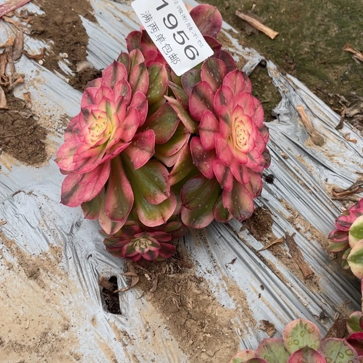 1956荔枝多肉的人都认