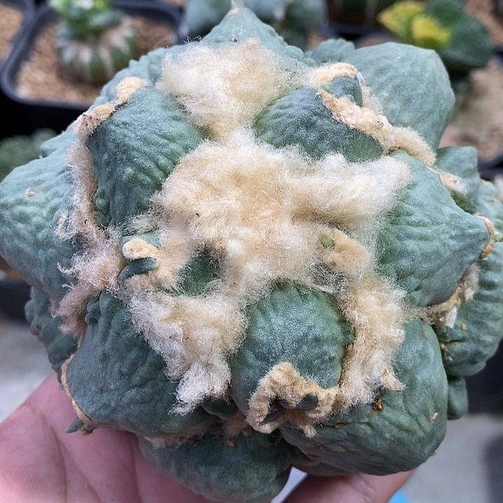 苗落大尤蛋怒未出根冠幅11+。322号