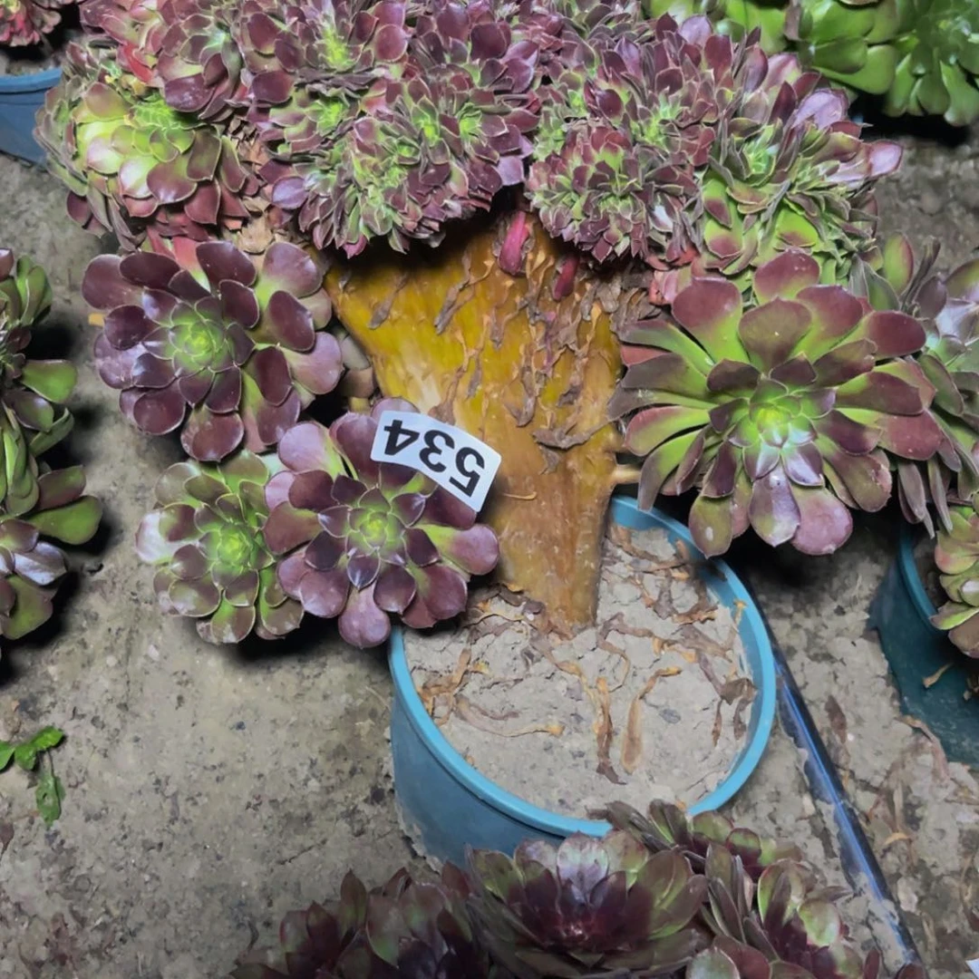 荷兰法师28///////50包邮