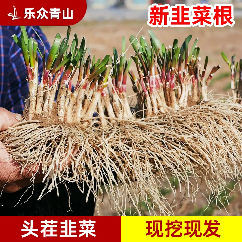 现挖宽叶红根韭菜根苗易于种植适合阳台四季盆栽