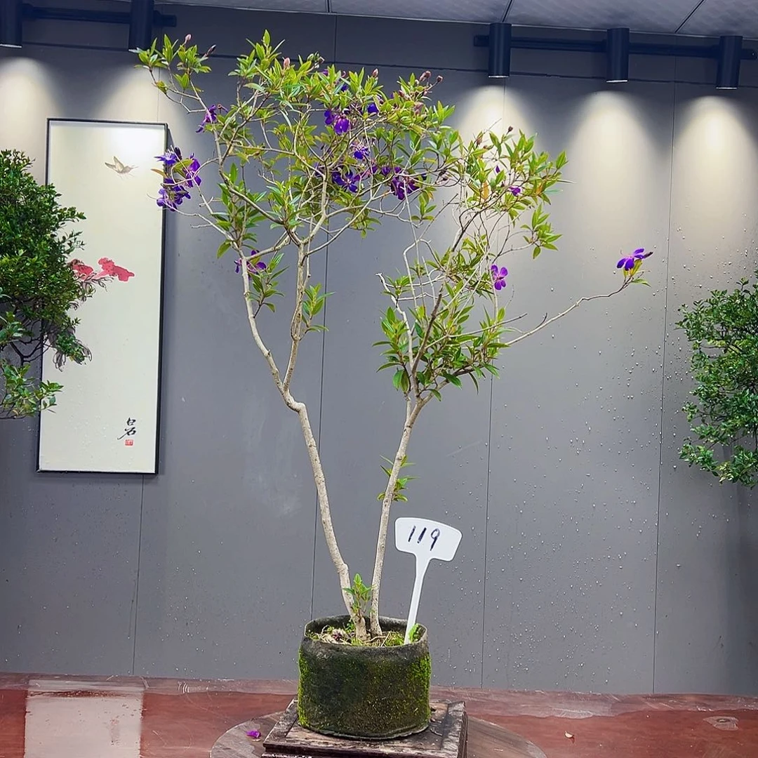 用****6海岛紫牡丹盆景