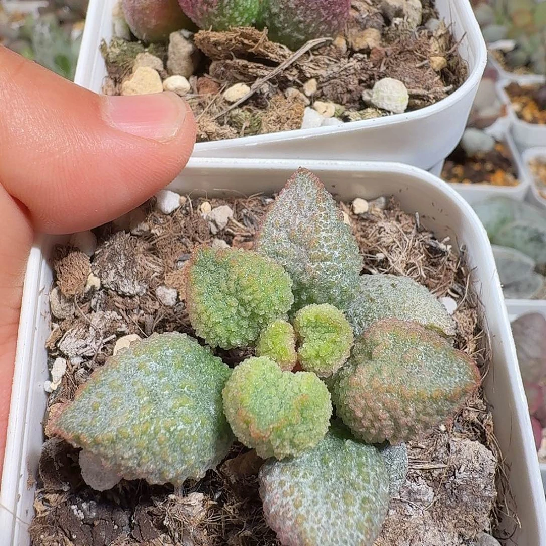 遇***缘暗恋和墨渊