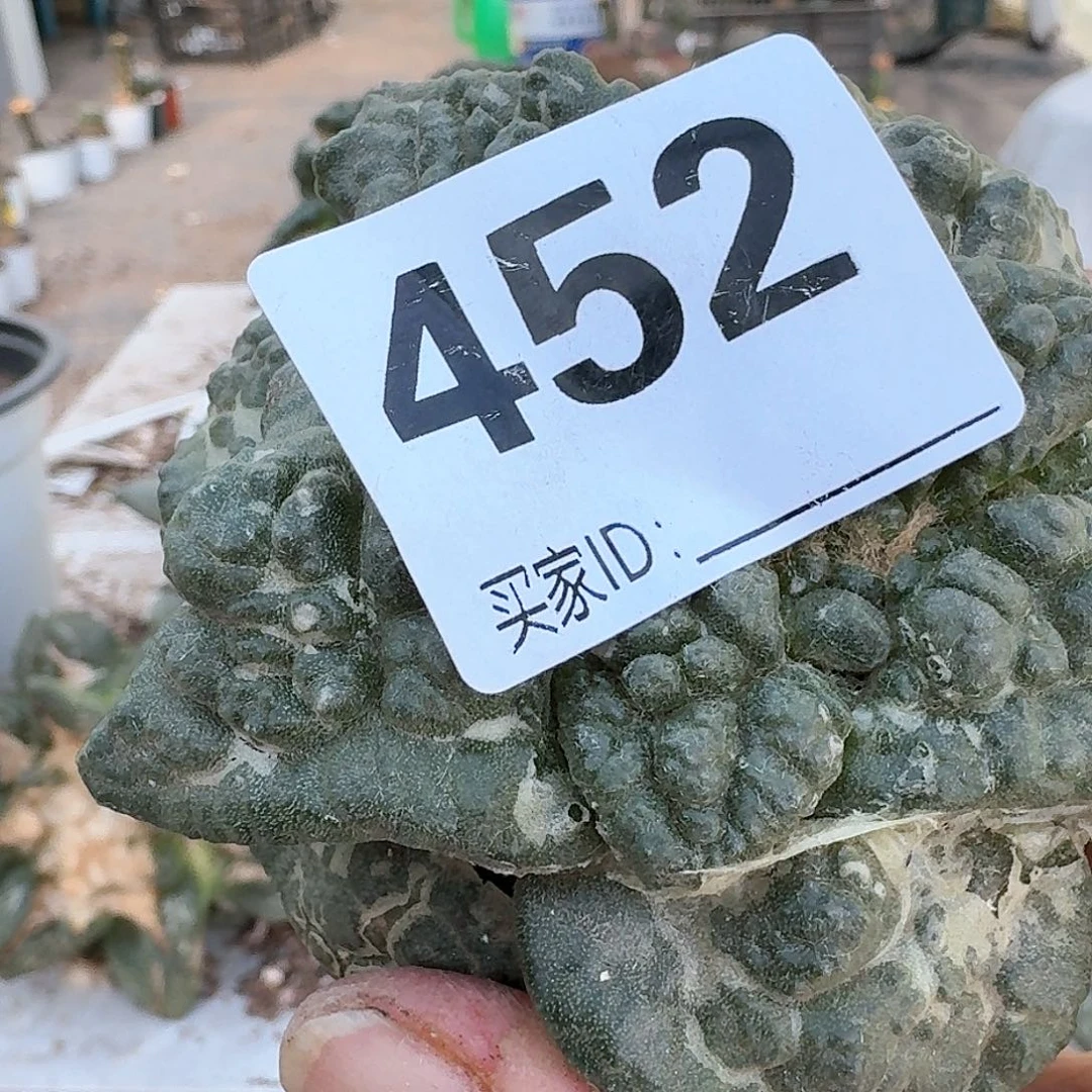 【闪购商品】无花朵@*金龟甲怒452