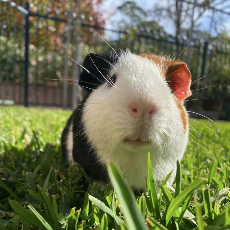 荷兰猪活物豚鼠幼崽卡皮巴拉小宠非兔主食健康喂养宠物优选