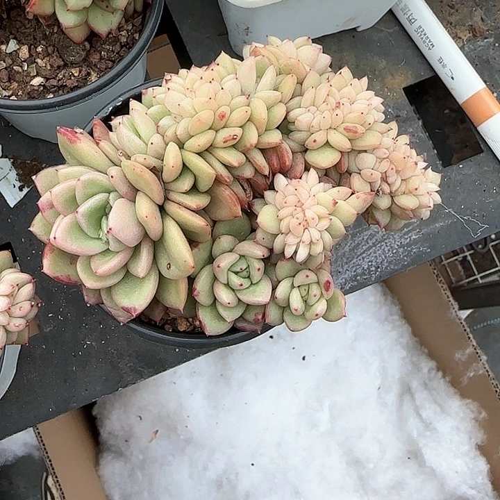 青蛙王子儿童牙膏111