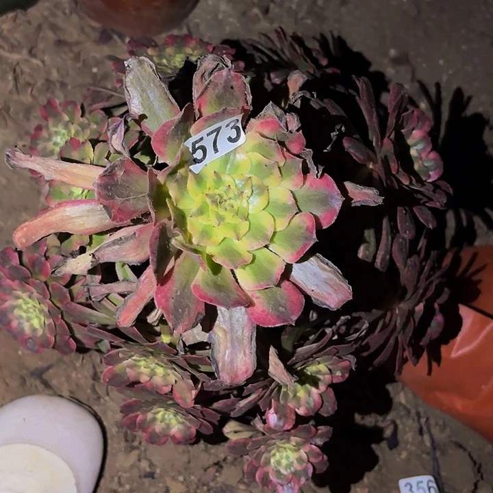 573黄花梨多肉植物不售后