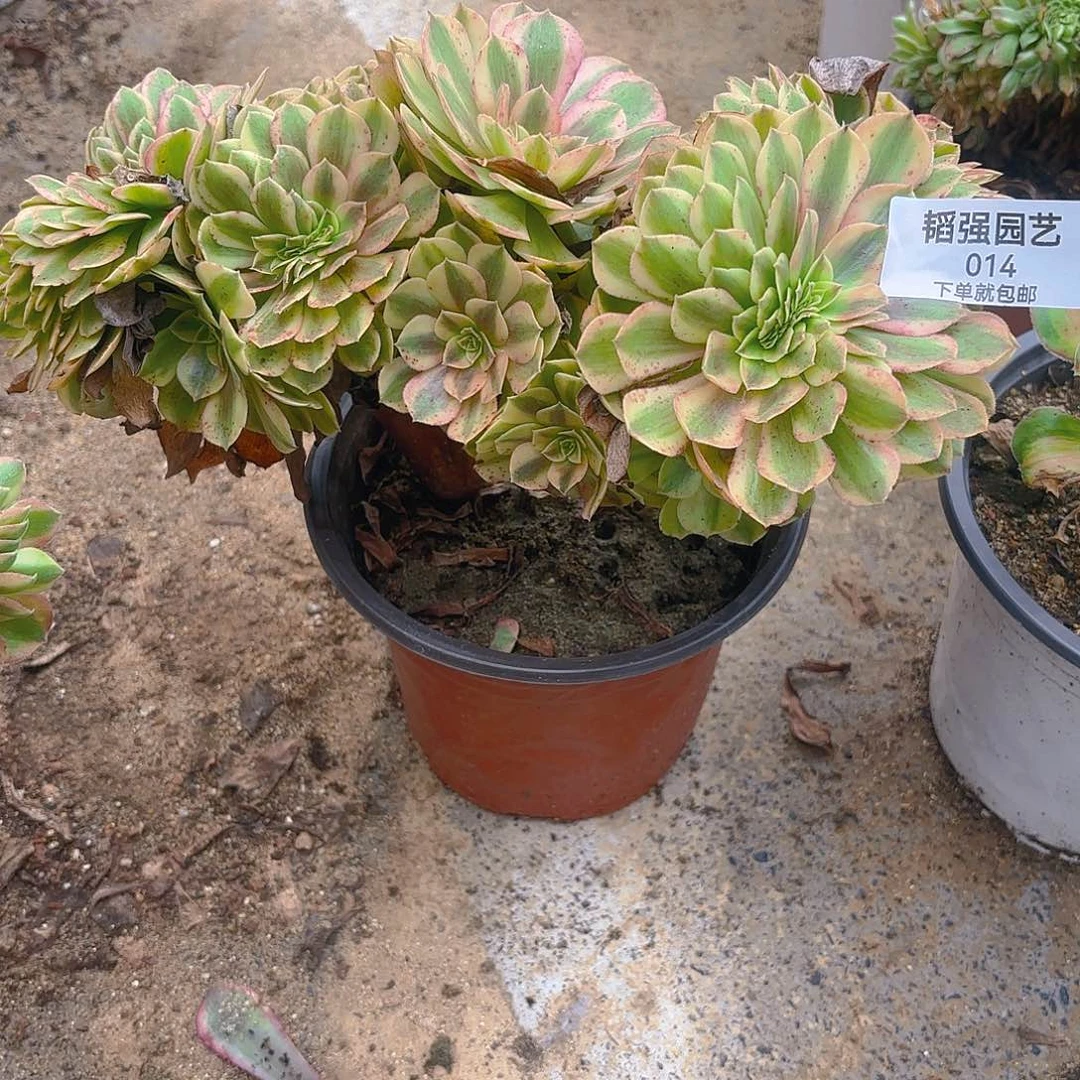 雨荷缀多肉植物14