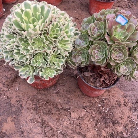 934多肉植物组合，