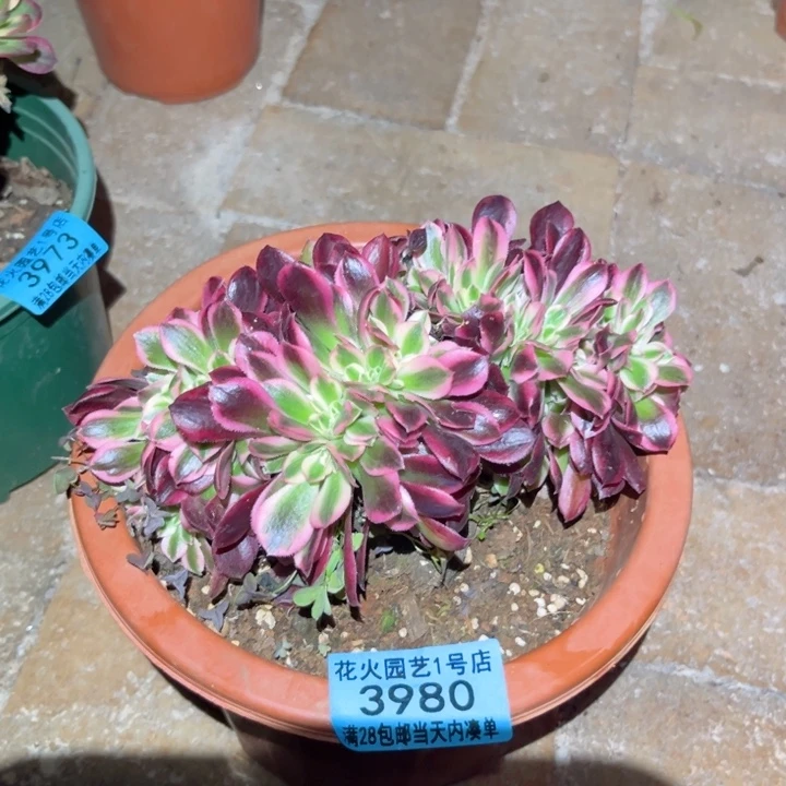 女巫缀3980多肉植物