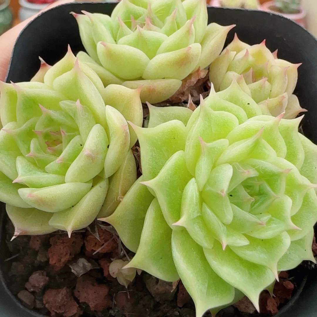 花语逸镜0821-62散