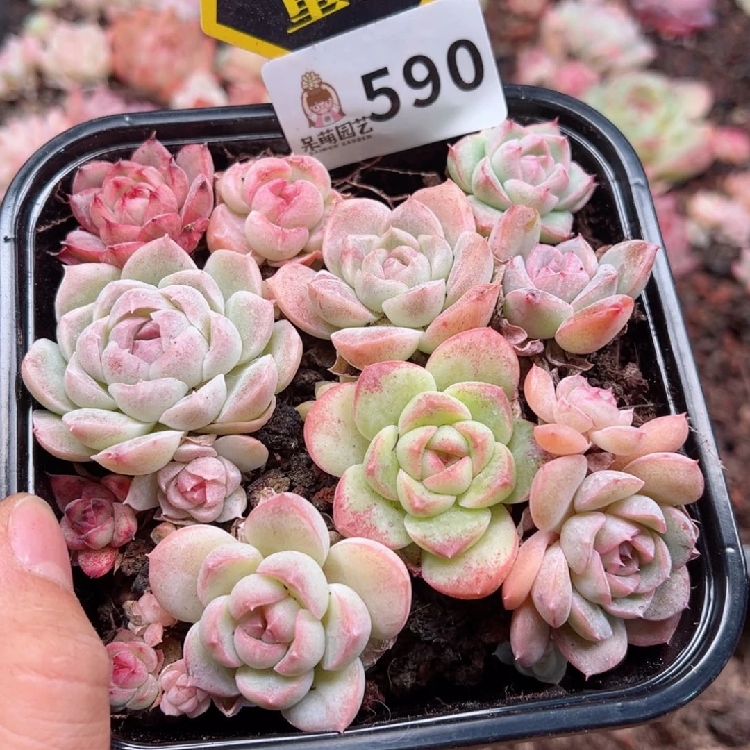 多肉植物多肉植物