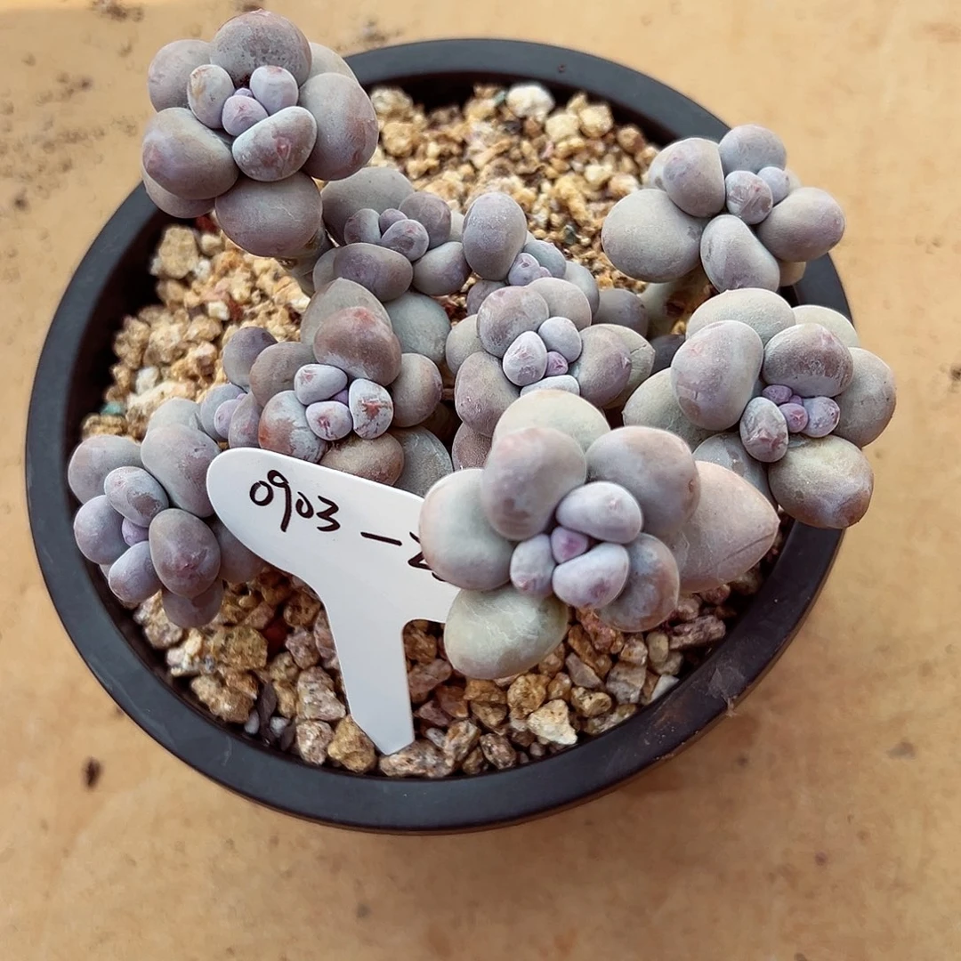 0903-239日系胖奶