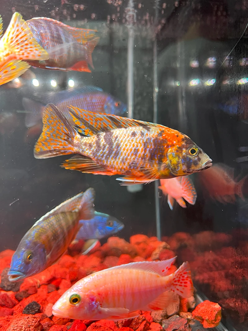 【大号混色马鲷】血艳红马鲷鱼中大型观赏鱼热带鱼活体招财好养耐活