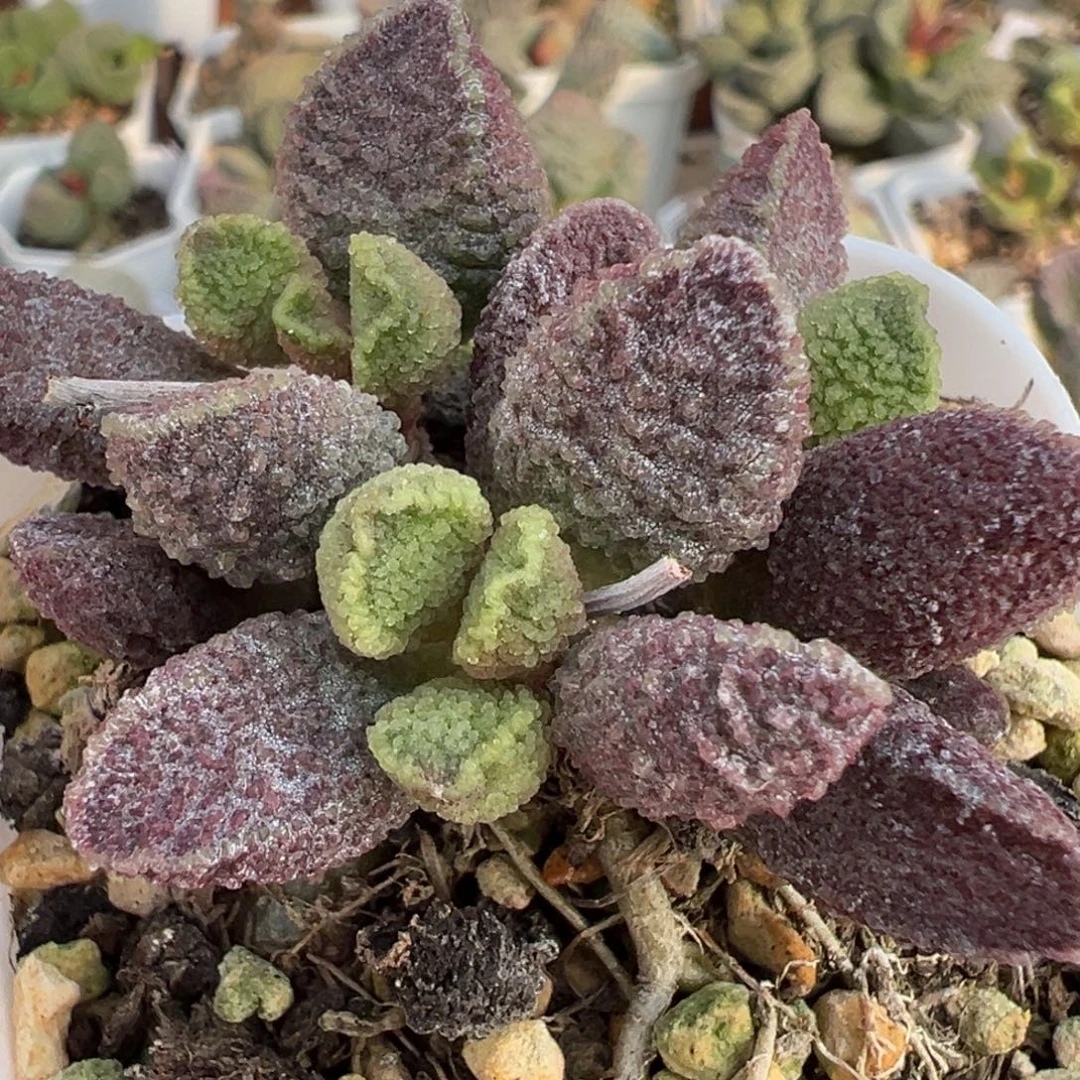 紫猪肝多头纯木质桩多肉植物