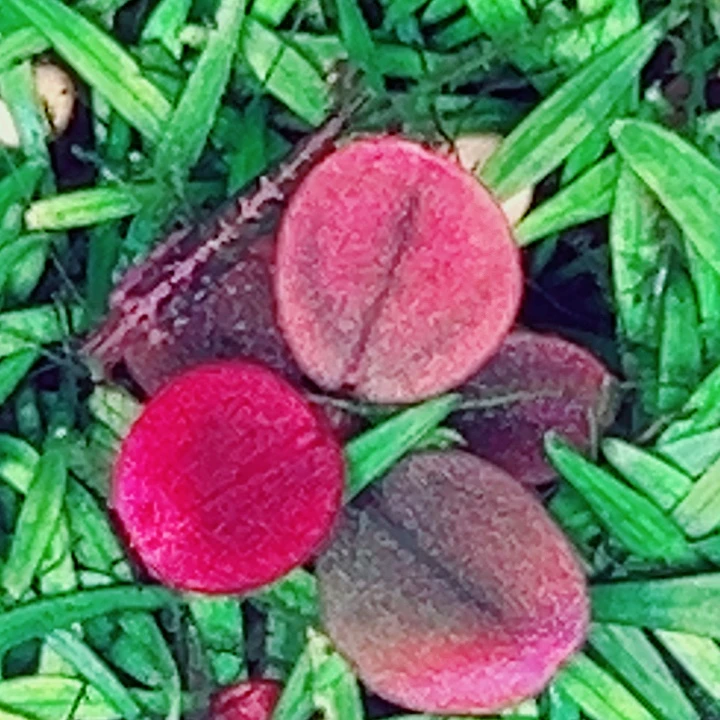 辣椒30号福利价植物一头