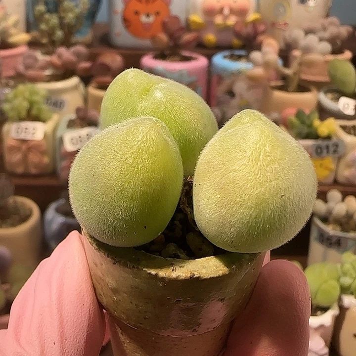 顺***1T肥肥毛翠盆口2.5cm