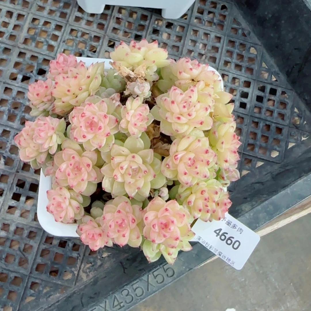 L***琳麦秆群，带盆发不包整4660