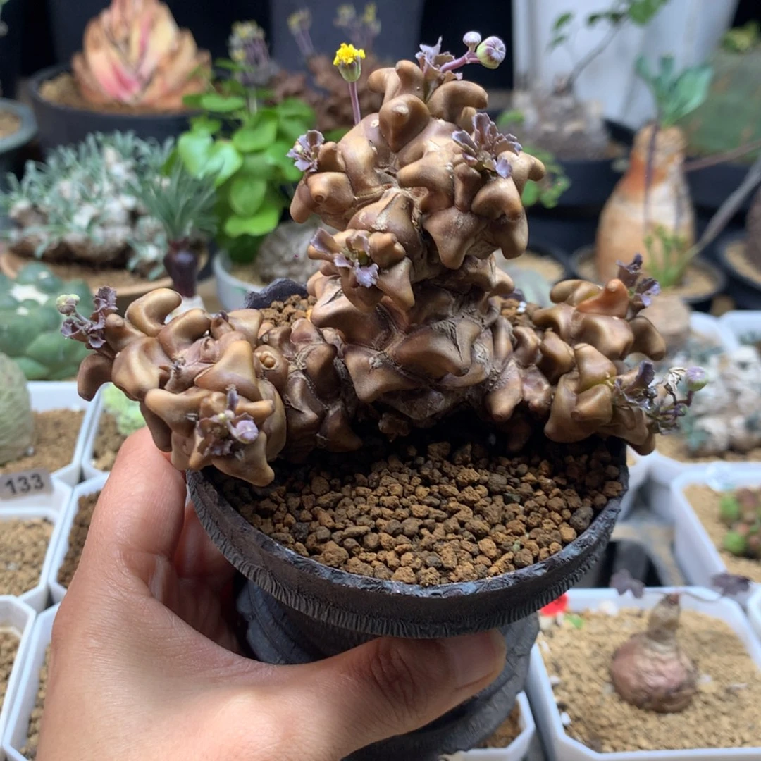 蛮鬼塔厚敦菊母本脱土