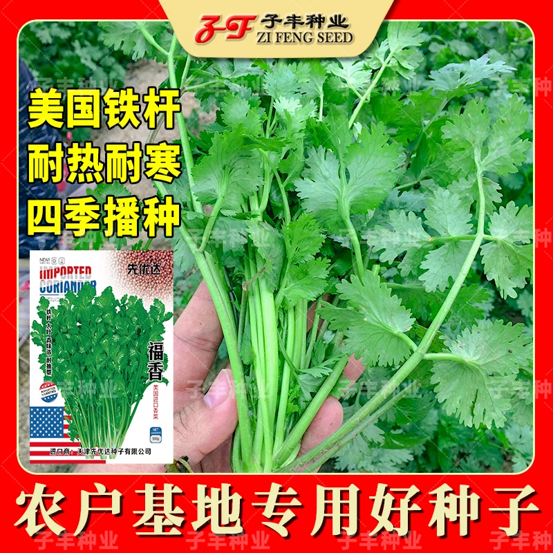 大叶香菜种子福香铁杆芫荽种籽四季农家耐热耐抽苔香菜籽蔬菜种孑