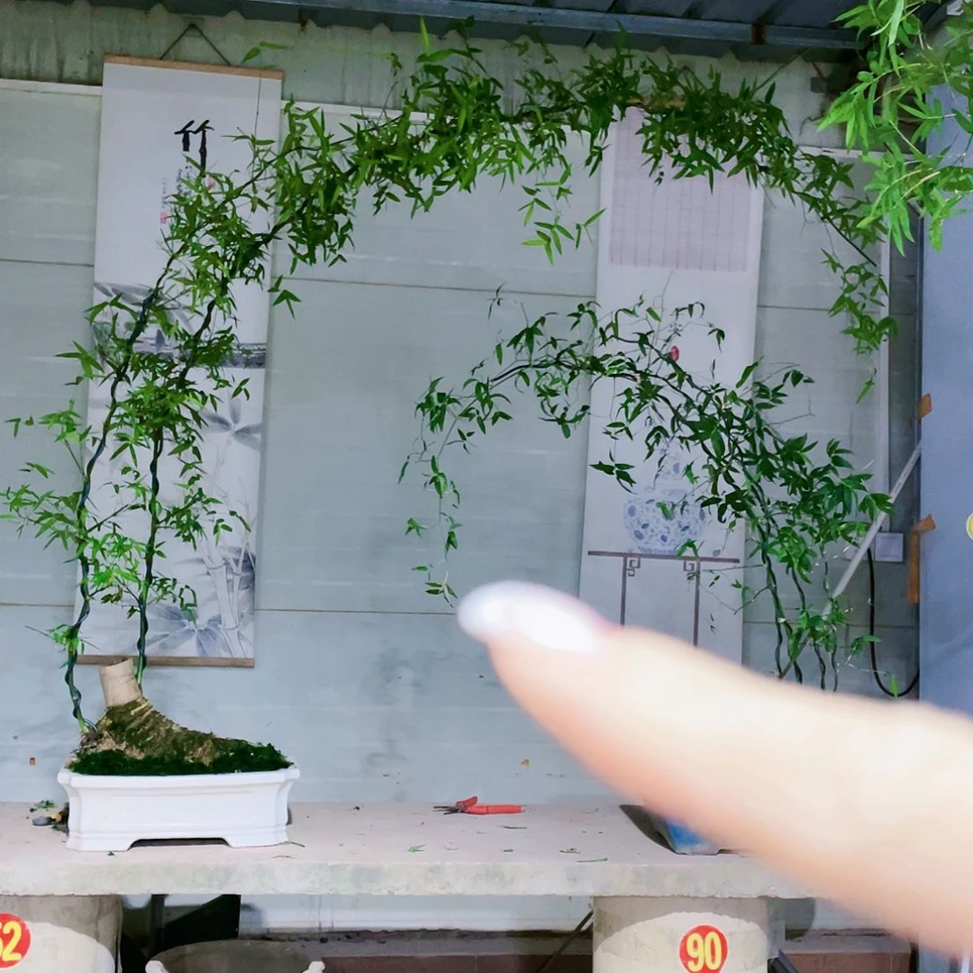 ﾉ****下簕竹哈哈哈哈哈哈哈