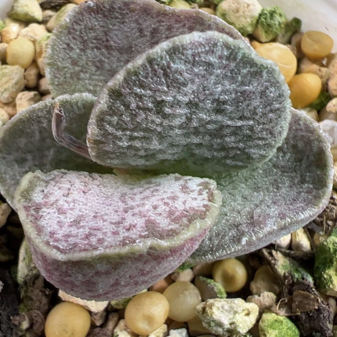 实生新品多肉植物水泡多肉植物