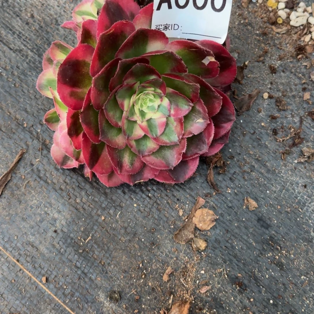 $***$无花朵000多肉法师发货