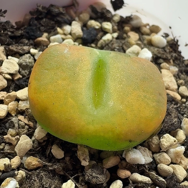 老马生石花蟠桃2111