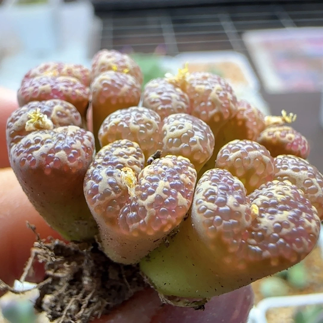 6234大白多肉植物园