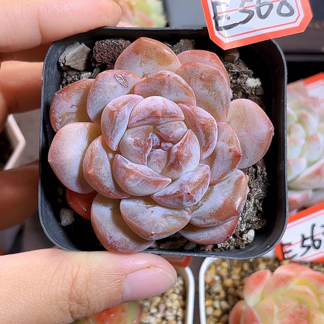 E568一物一拍 红茶拿铁