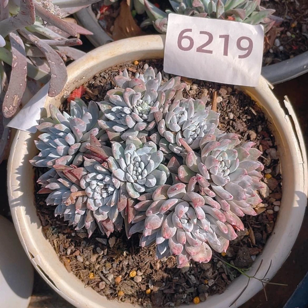 【闪购商品】白姆白姆