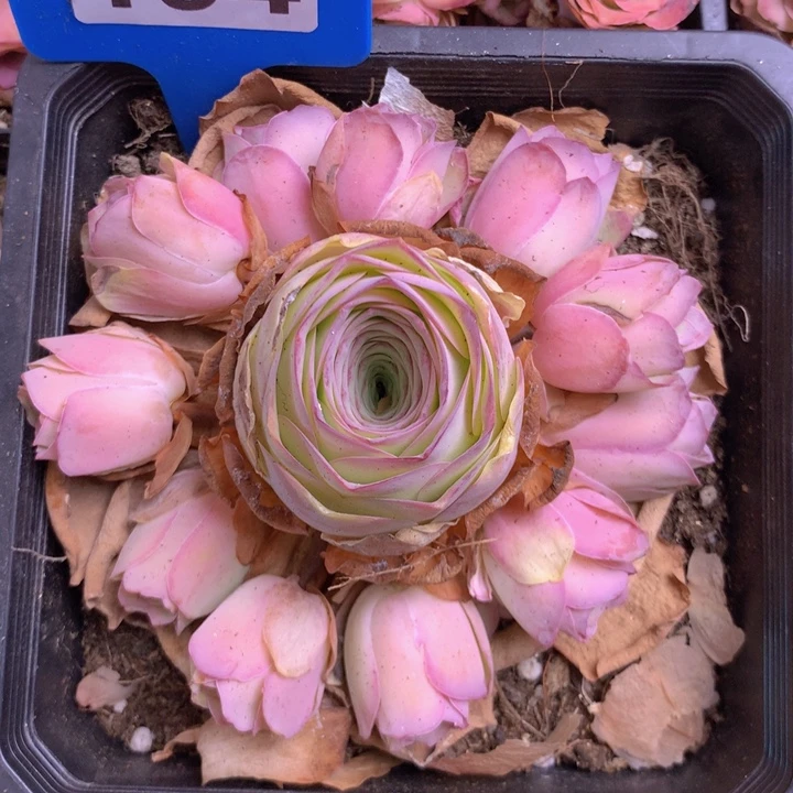 一物一拍小玉玫瑰219
