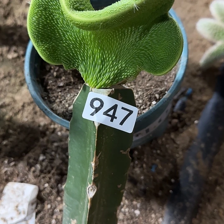 ****》无花朵红心福袋947