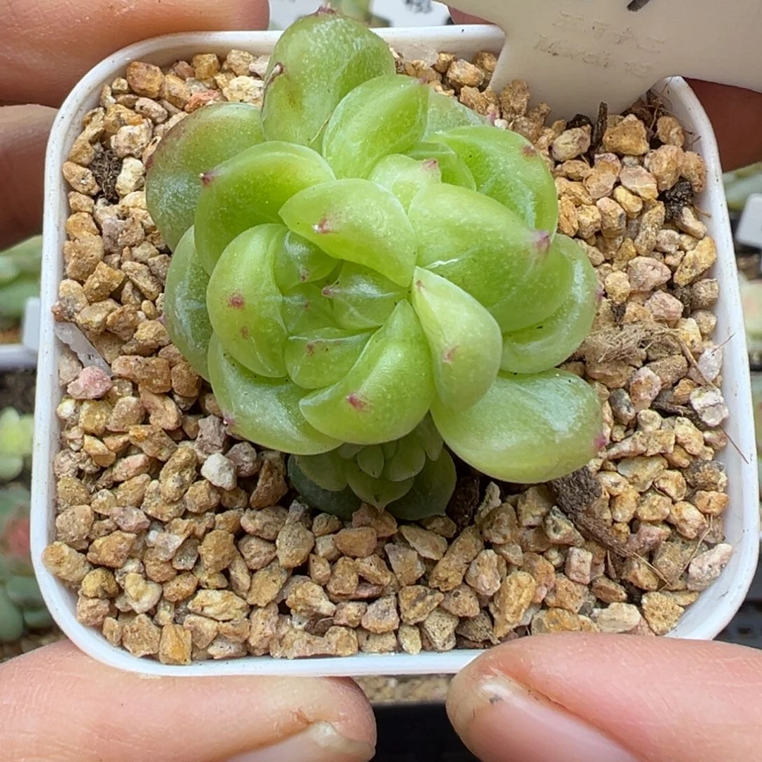 117号财富密码c8晗雨多肉