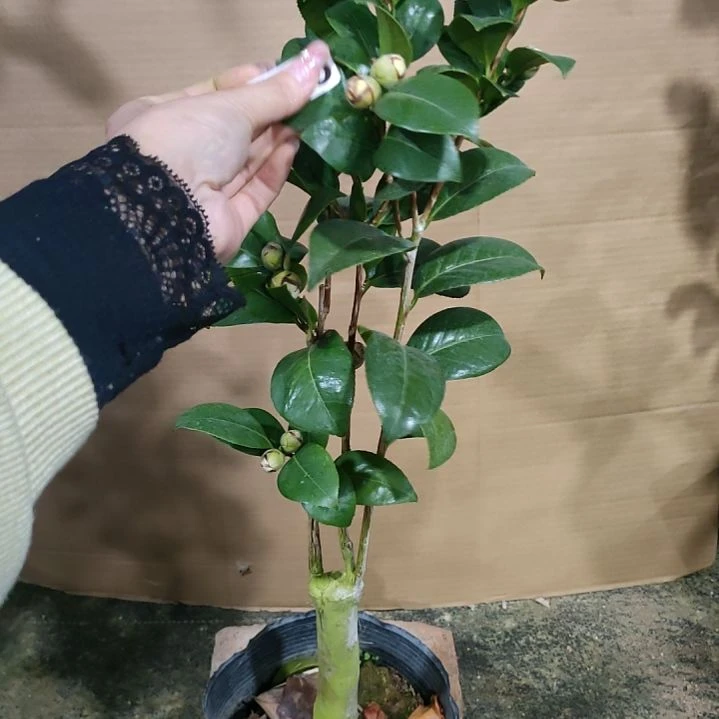 735葛蕾丝，原盆原土发货