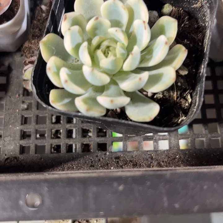 姬莲锦一颗带盆土发