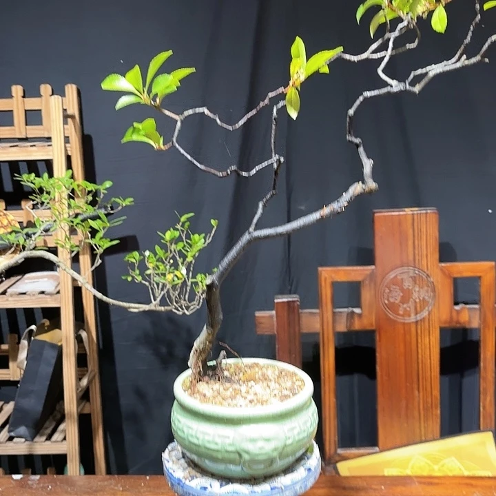 当前无花朵，栽培后可花朵相**沫