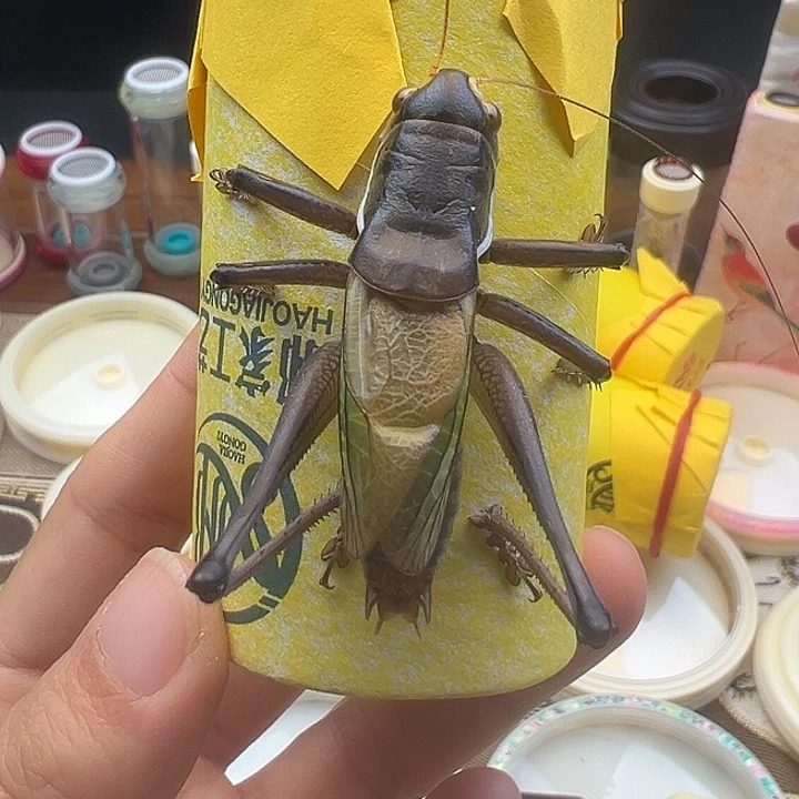 鸣虫虫具一个包邮