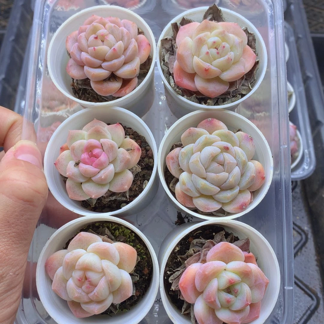 反反复复还是很开心072