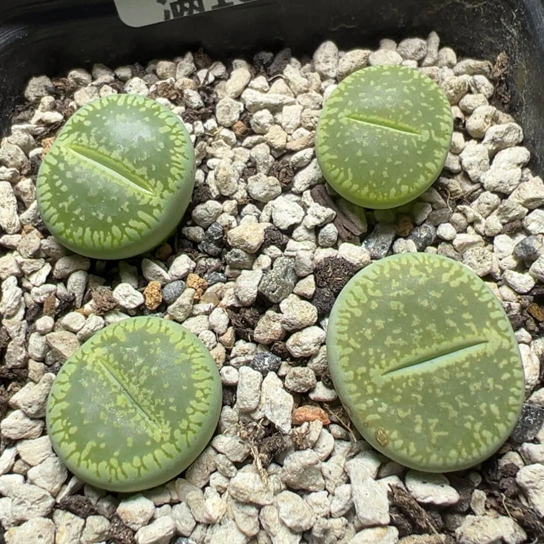 【闪购商品】 111。