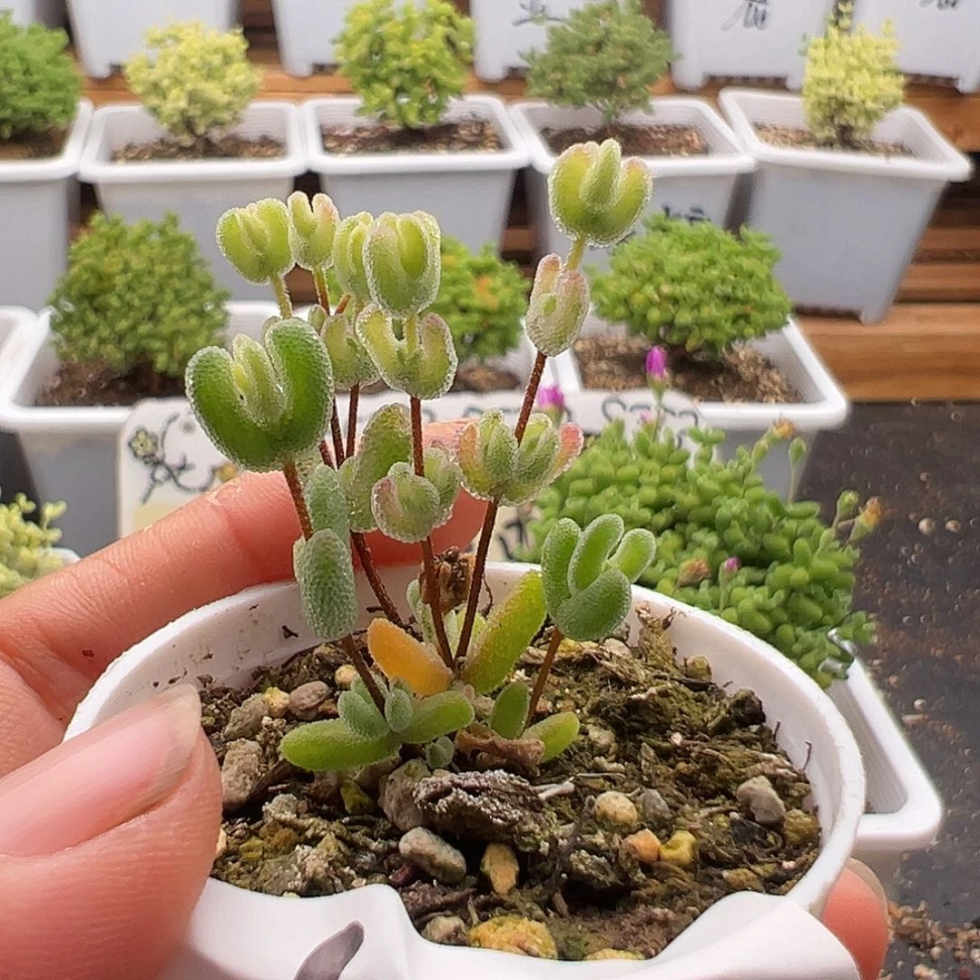 454号月曲6.1多肉