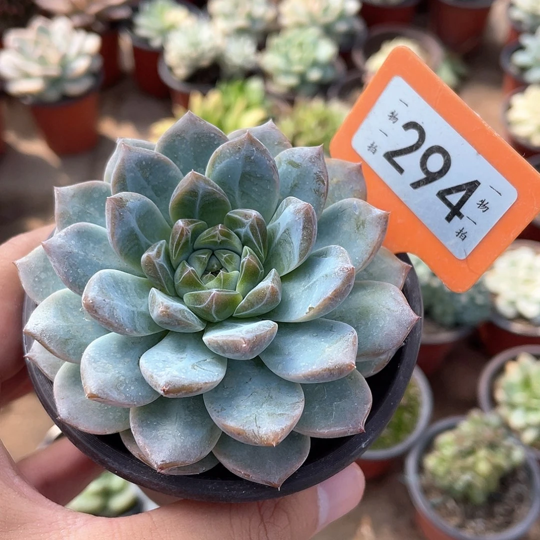 星***辰294号多肉植物百科