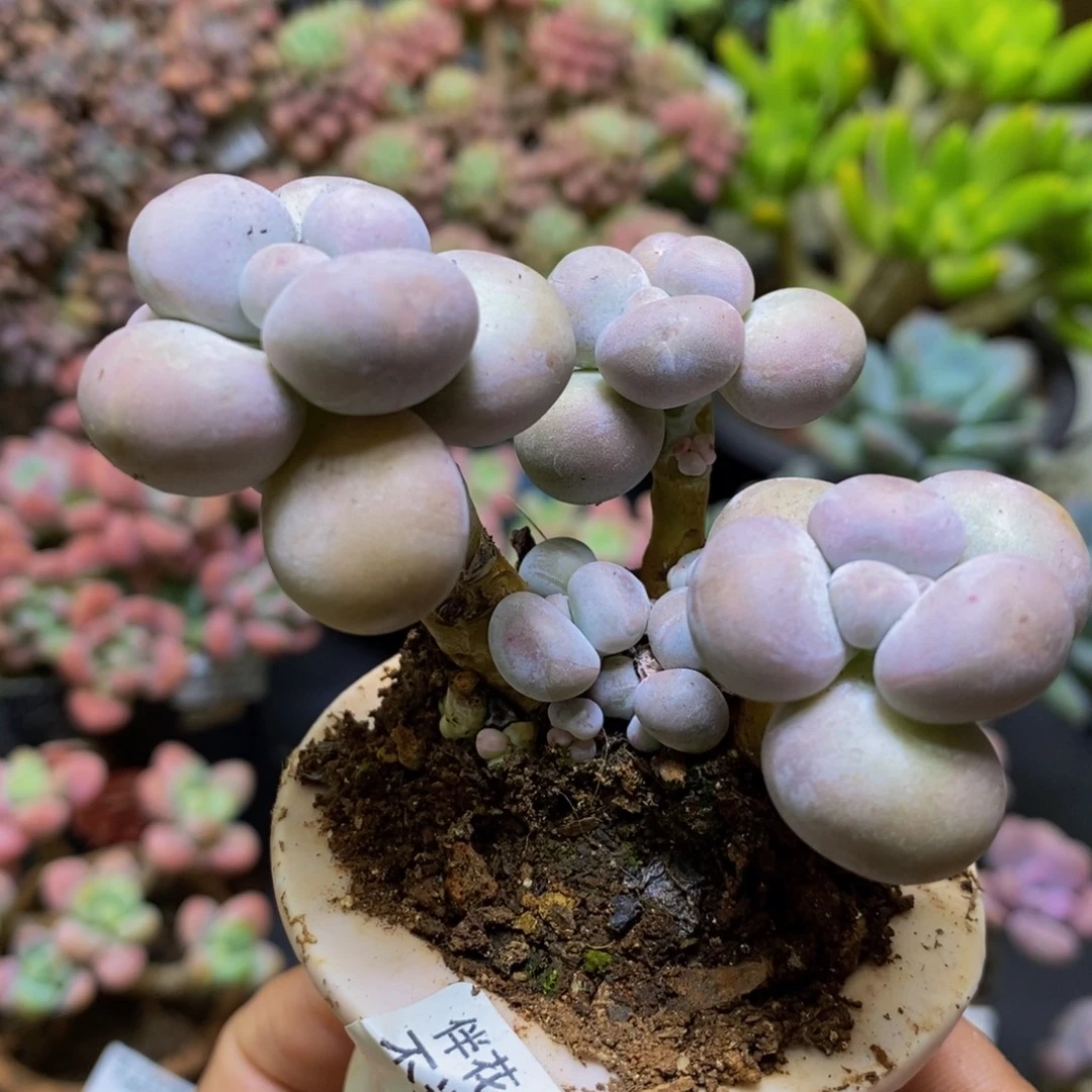 285芭比奶酪7cm多肉