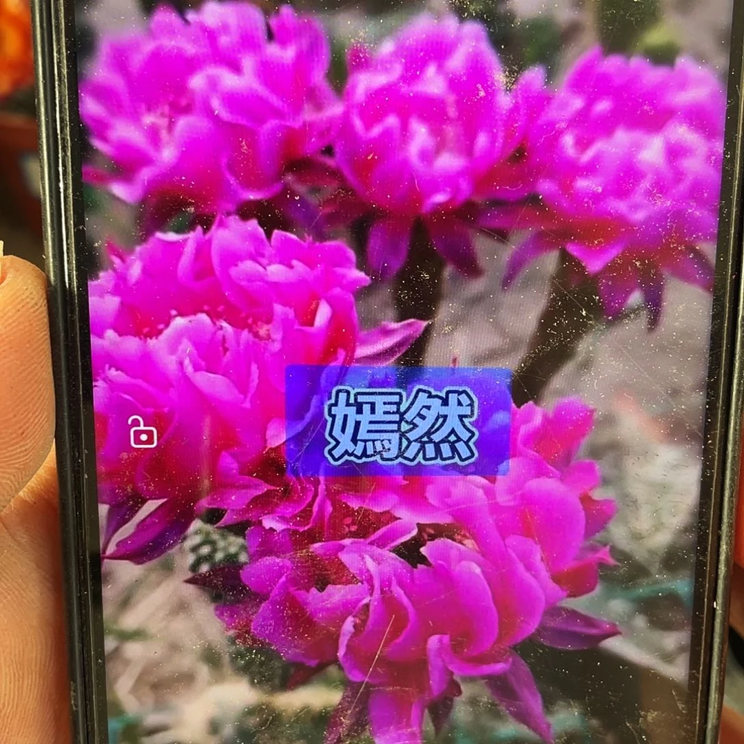 嫣然自根球8公分左右带盆土