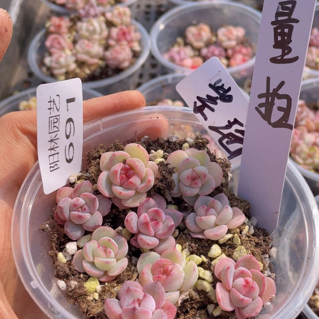 量拍多肉植物多肉植物691